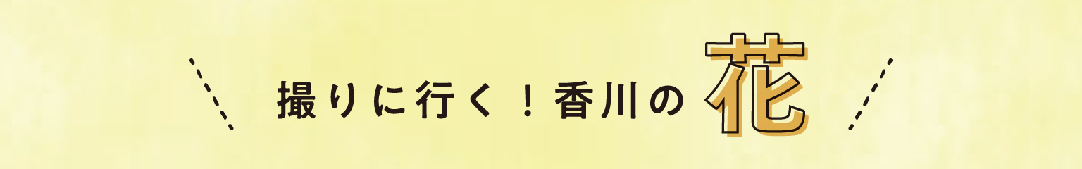 撮りに行く！香川の「花」