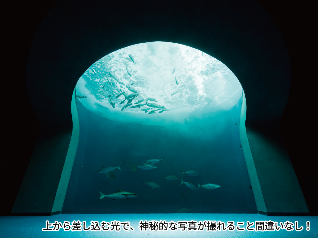 上から差し込む光で、神秘的な写真が撮れること間違いなし！